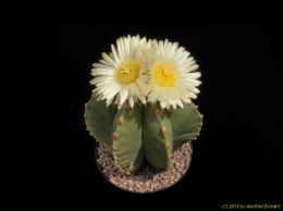 Astrophytum myriostigma v. nudum 779
